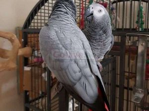 Male and Female Congo African Grey Parrots