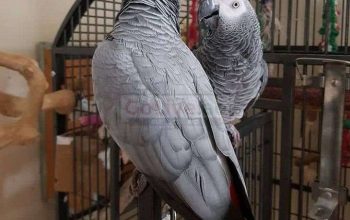 Male and Female Congo African Grey Parrots