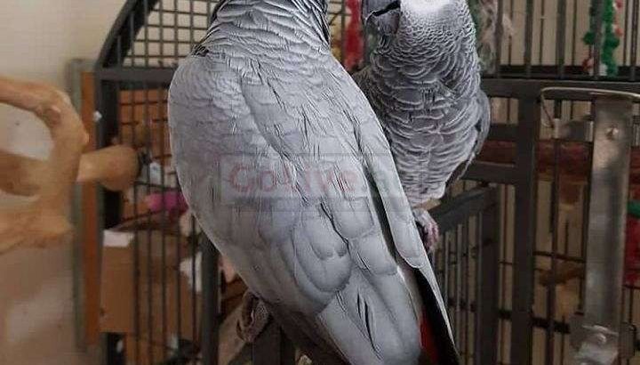 Male and Female Congo African Grey Parrots