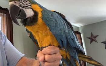 Blue and Gold Macaw well trained and tamed