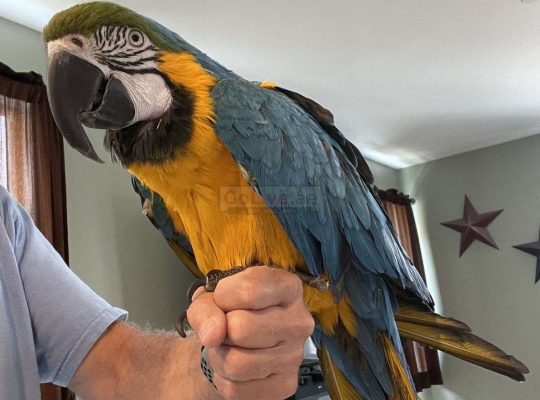 Blue and Gold Macaw well trained and tamed