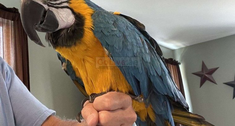 Blue and Gold Macaw well trained and tamed