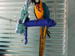 Lovable Male Blue and Gold Macaw