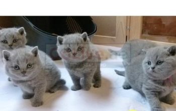 Pedigree British Shorthair Blue kittens