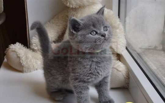 Ready Now Beautiful British Shorthair Kittens