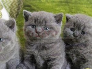 Beautiful British shorthair Kittens