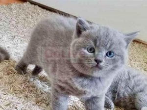 Stunning GCCF registered Bsh kittens