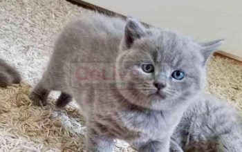 Stunning GCCF registered Bsh kittens