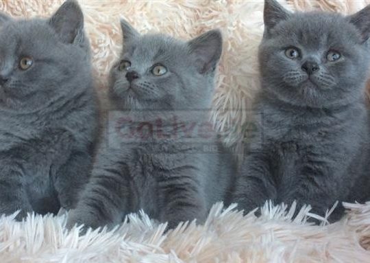 Cute British shorthair kittens ready now