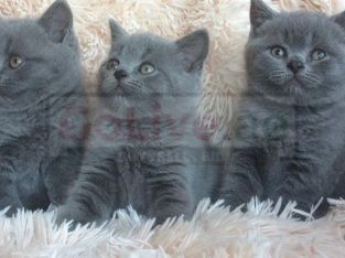 Cute British shorthair kittens ready now