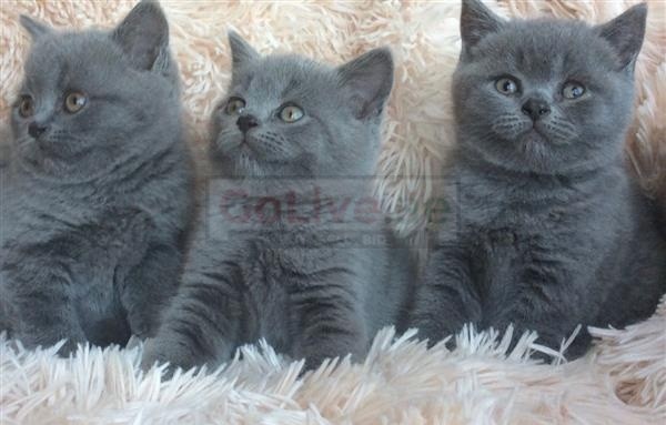 Cute British shorthair kittens ready now