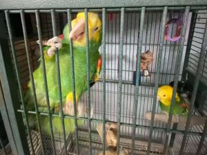 Bonded Double Yellow Heads Anazons