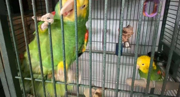 Bonded Double Yellow Heads Anazons