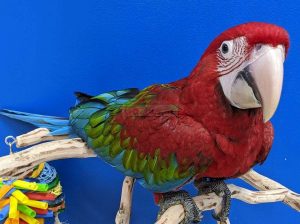 Greenwing Macaw Baby Boy