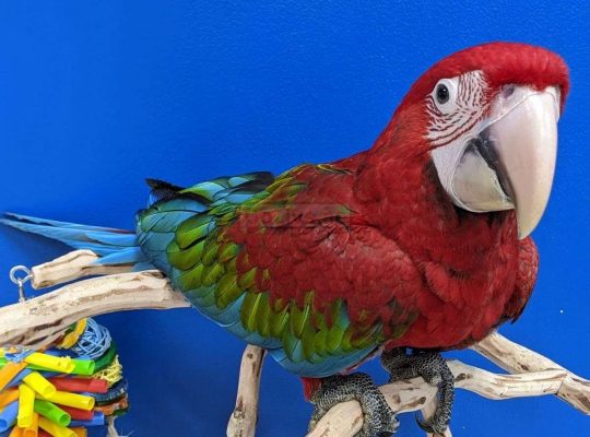 Greenwing Macaw Baby Boy