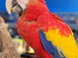 Scarlet Macaw for adoption