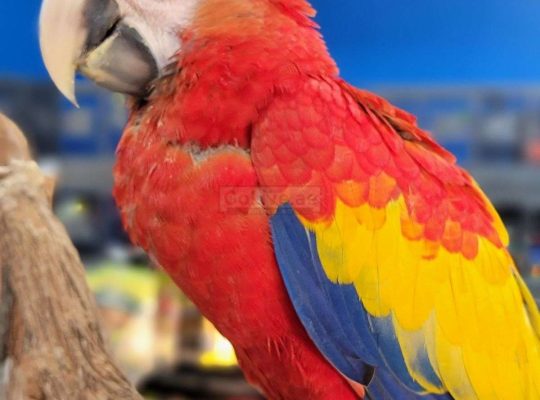 Scarlet Macaw for adoption
