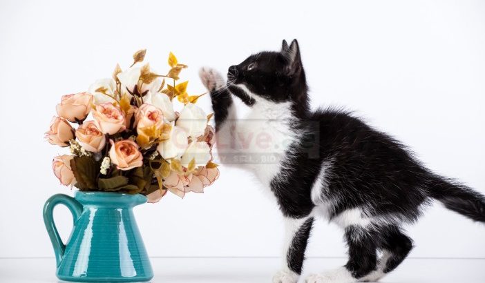 cute black and white british