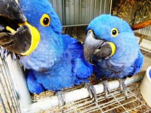 Hyacinth Macaw – Seeks Good Home