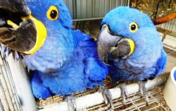 Hyacinth Macaw – Seeks Good Home