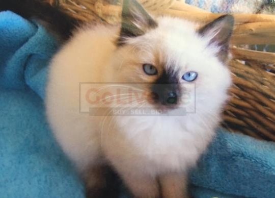 Seal Point Male and Female Kittens