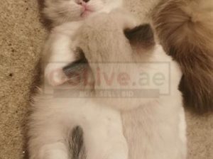 Meek Ragdoll kittens Available