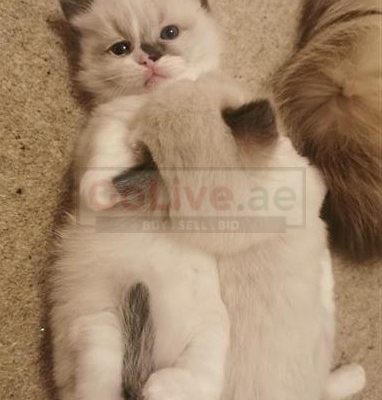 Meek Ragdoll kittens Available