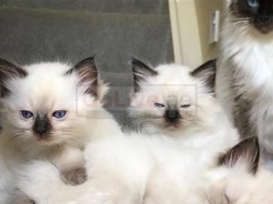 Special Ragdolls kittens available