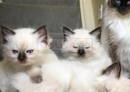 Special Ragdolls kittens available
