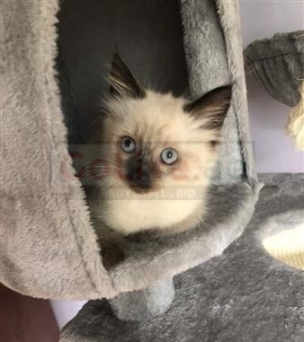 Special Kittens Seeking New Homes