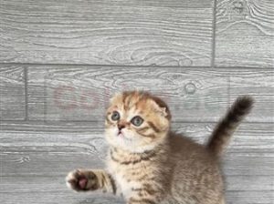 Best Scottish Folds KITTENS