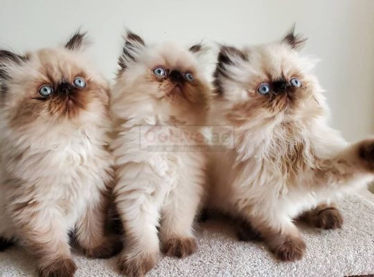 Ragdoll kittens for adoption