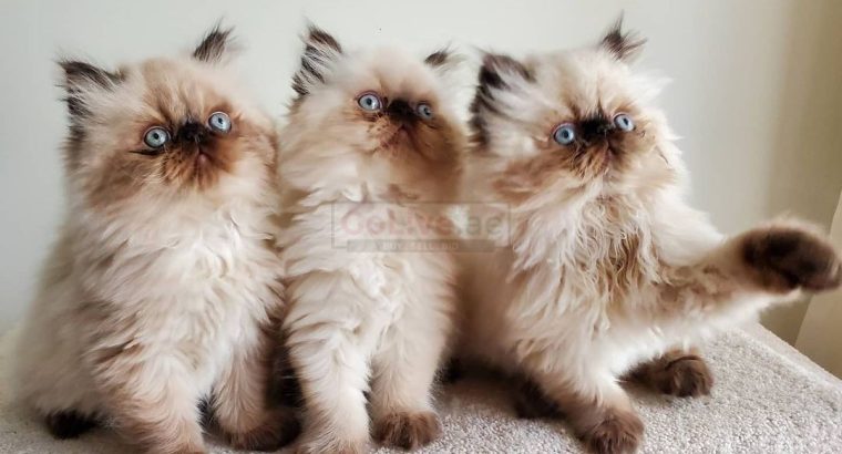 Ragdoll kittens for adoption