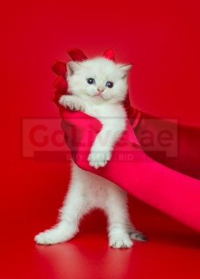 British Shorthair boy and girl available