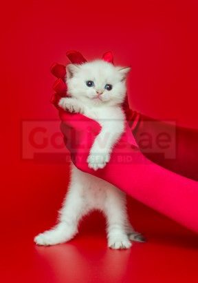 British Shorthair boy and girl available
