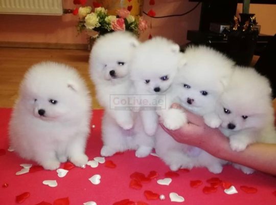 Amazing Micro Teacup Pomeranian puppy