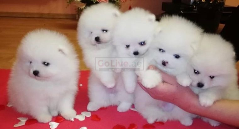 Amazing Micro Teacup Pomeranian puppy