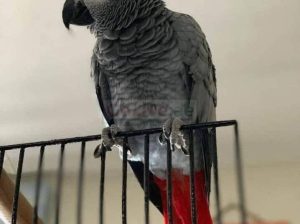 AFRICAN GREY PARROTS AVAILABLE FOR SALE