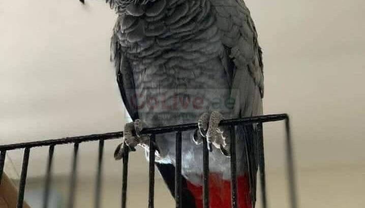 AFRICAN GREY PARROTS AVAILABLE FOR SALE
