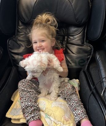 Maltese dogs for adoption