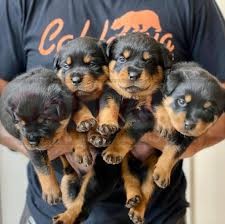 Lovely Rottweiler Puppies ready to go home.
