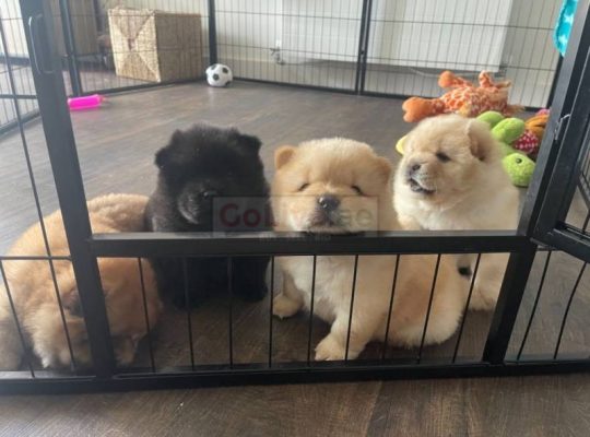 Pedigree Cream Chow Chow Puppies