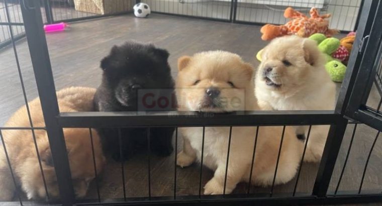 Pedigree Cream Chow Chow Puppies