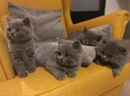 Classic British Shorthair Kittens