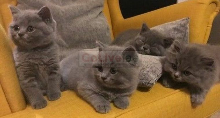 Classic British Shorthair Kittens