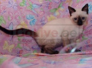 QUALITY Male And Female Siamese Kittens Ready