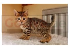 Adorable Bengal kittens looking for a good and caring home