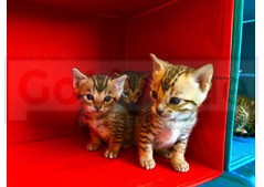 Adorable Bengal kittens looking for a good and caring home