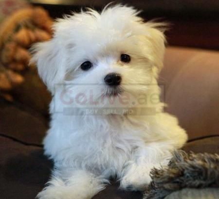 Socialized Maltese Puppies