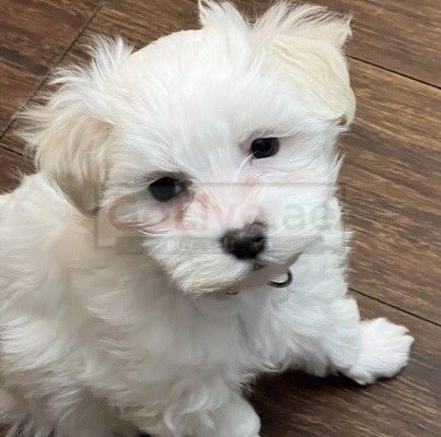 Maltese dogs for adoption